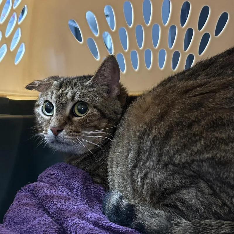 A young medium-sized female Brown / Chocolate Domestic Short Hair cat named Minnie for adoption in League City, TX