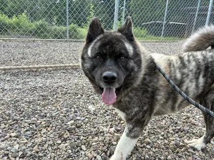 A young large-sized male Akita dog named Tiger for adoption in Bloomsburg, PA