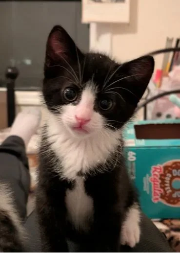 A baby medium-sized male Black & White / Tuxedo Tuxedo cat named Oscar for adoption in oceanside, CA