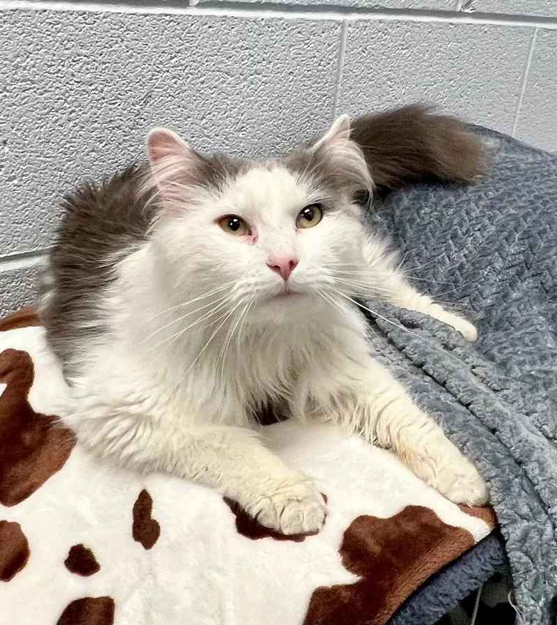 An adult medium-sized male Gray & White Domestic Long Hair cat named Jo Jo for adoption in Edinburg, VA