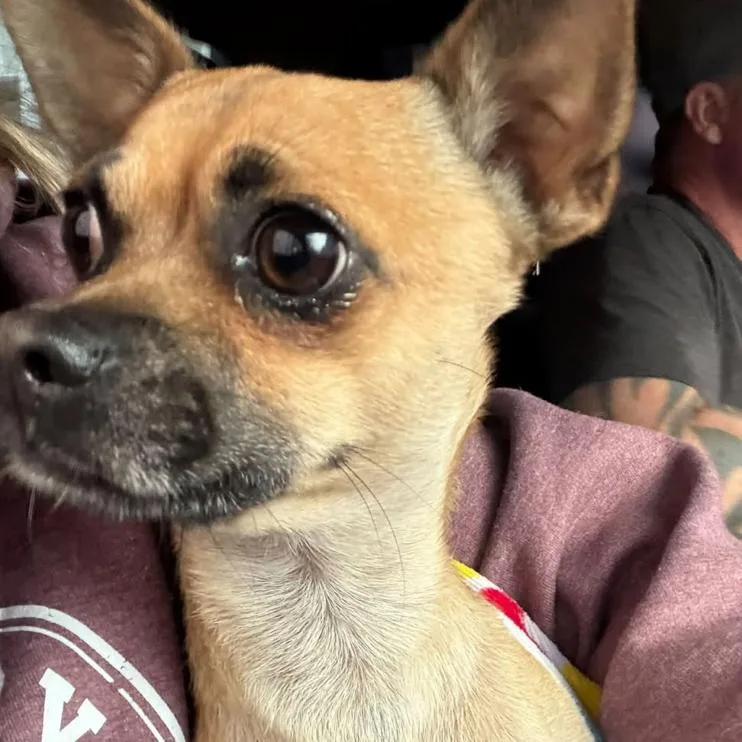 A baby small-sized male Yellow / Tan / Blond / Fawn Chihuahua dog named Tony Tomatoes for adoption in West Chester, PA