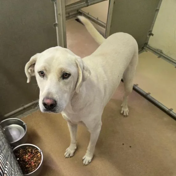 A young large-sized male Great Pyrenees dog named Pinkie for adoption in Murray, UT