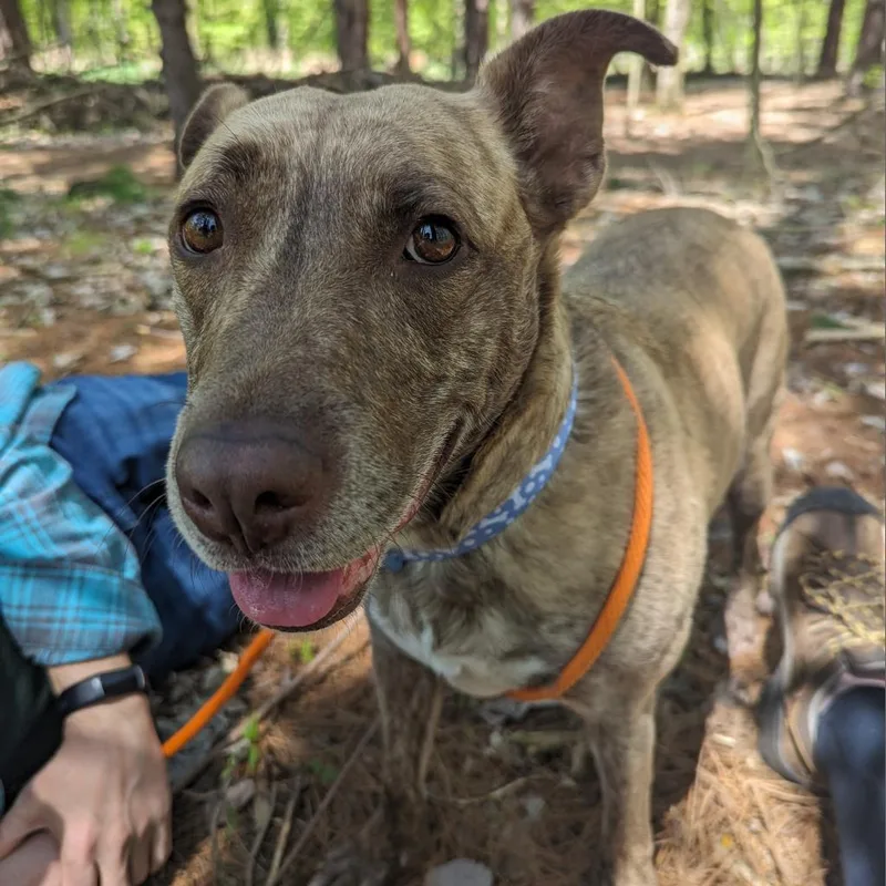 Dixie Loo thumbnail 2