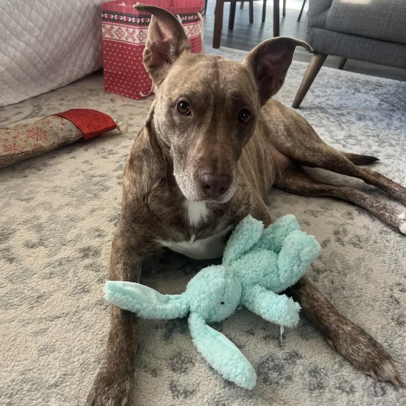 Dixie Loo thumbnail 5