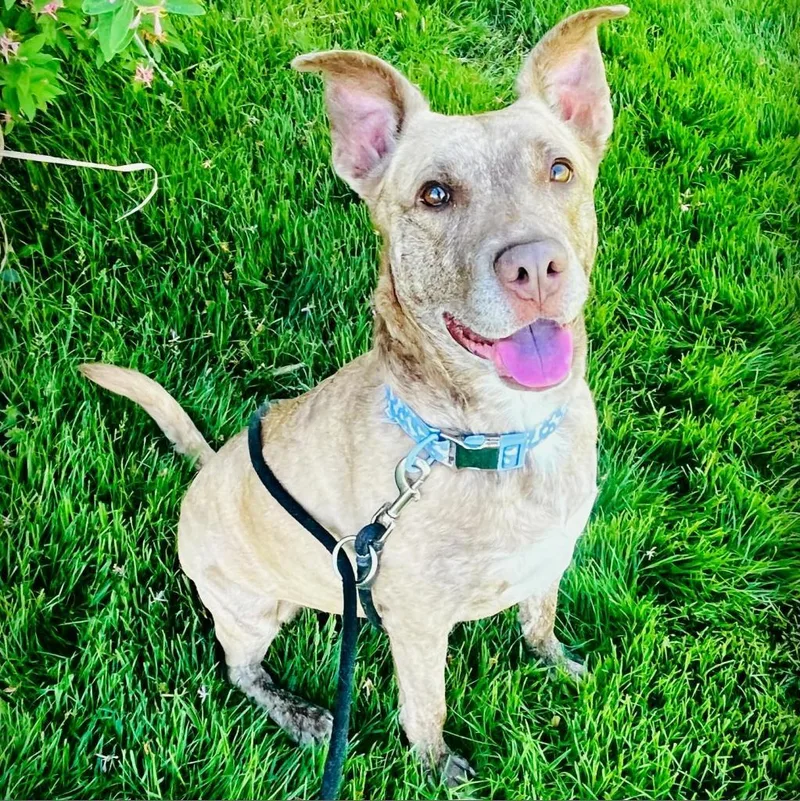 Dixie Loo thumbnail 6