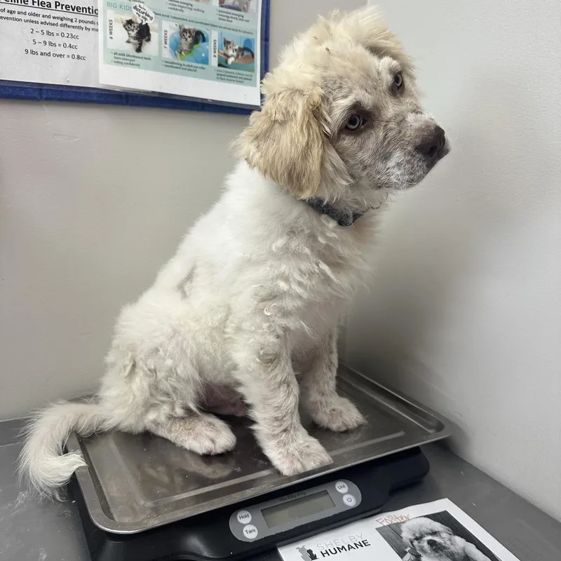 A baby small-sized male White / Cream Mixed Breed dog named Kevin for adoption in Columbiana, AL
