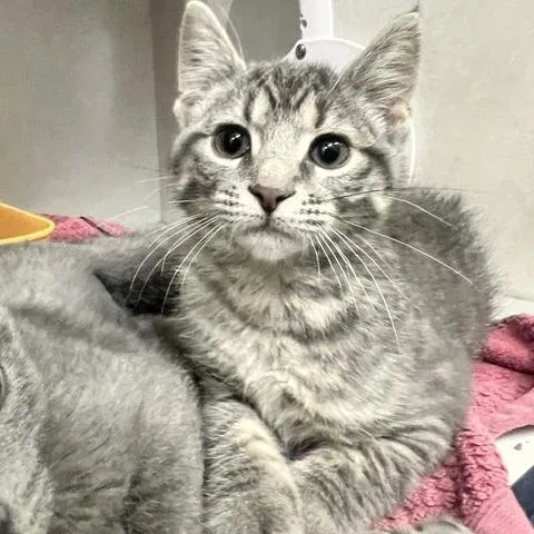A baby small-sized male Gray / Blue / Silver Domestic Short Hair cat named Carl for adoption in Dayton, OH