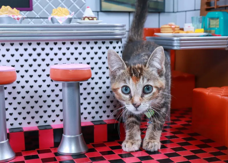A baby medium-sized female Torbie cat named Kima for adoption in Parker, TX