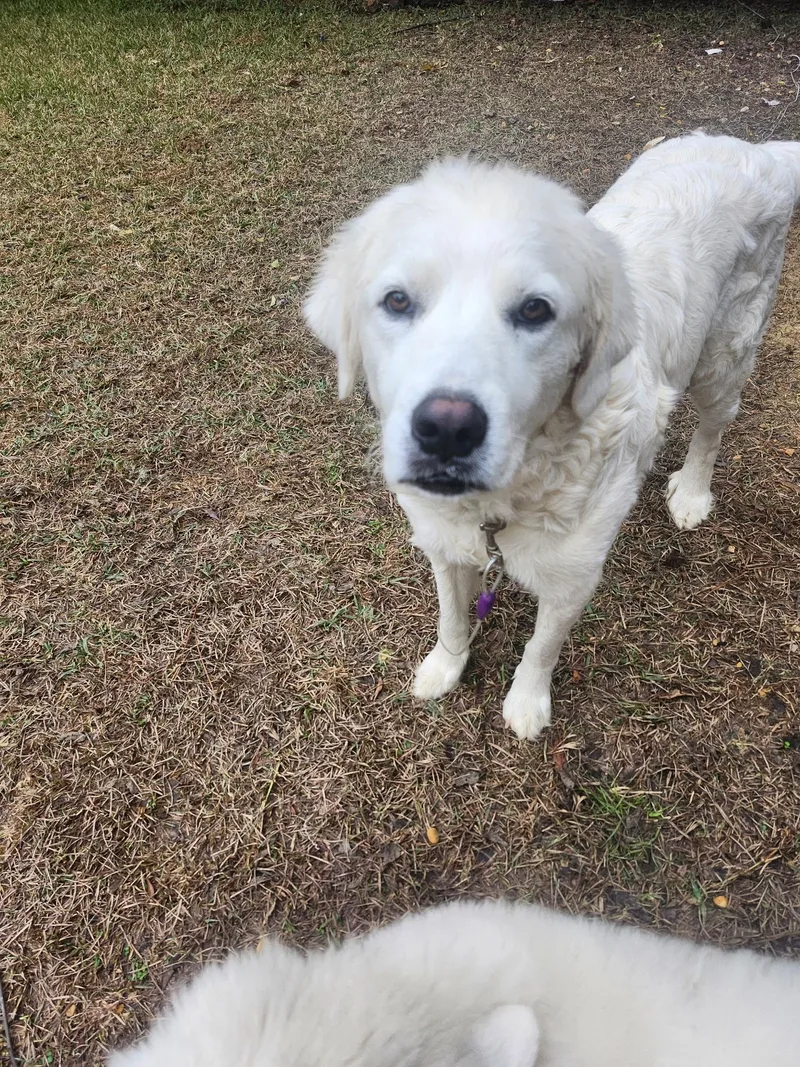 Bama Belle thumbnail 2