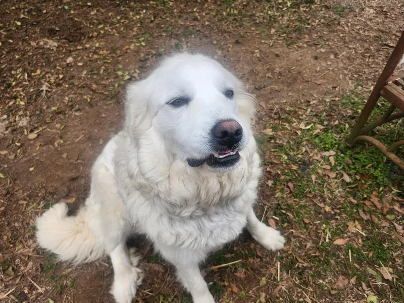 Bama Belle thumbnail 3