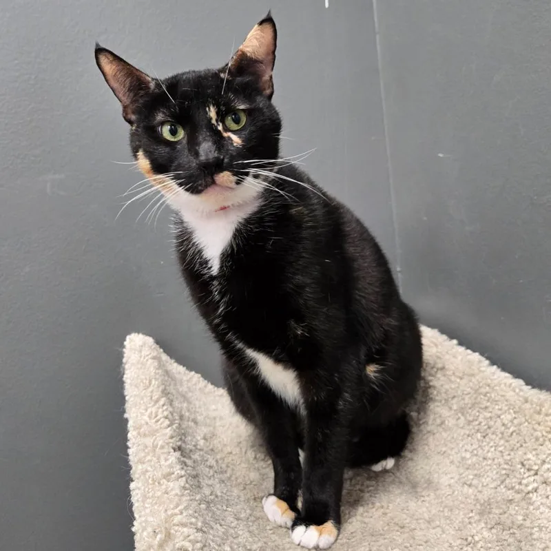 An adult large-sized female Tortoiseshell Domestic Short Hair cat named Valentine for adoption in Hamburg, NY