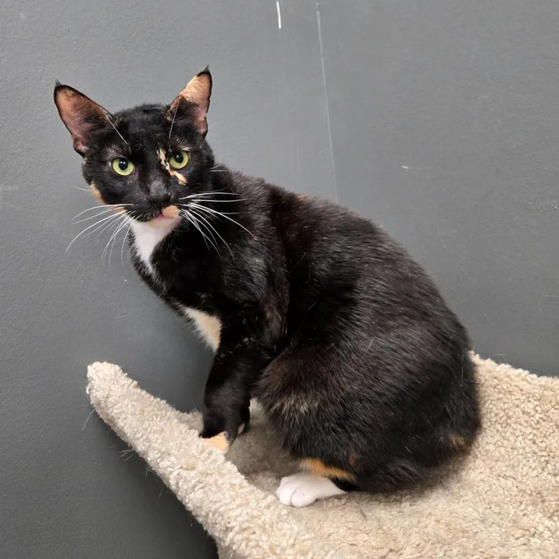 Valentine thumbnail 2