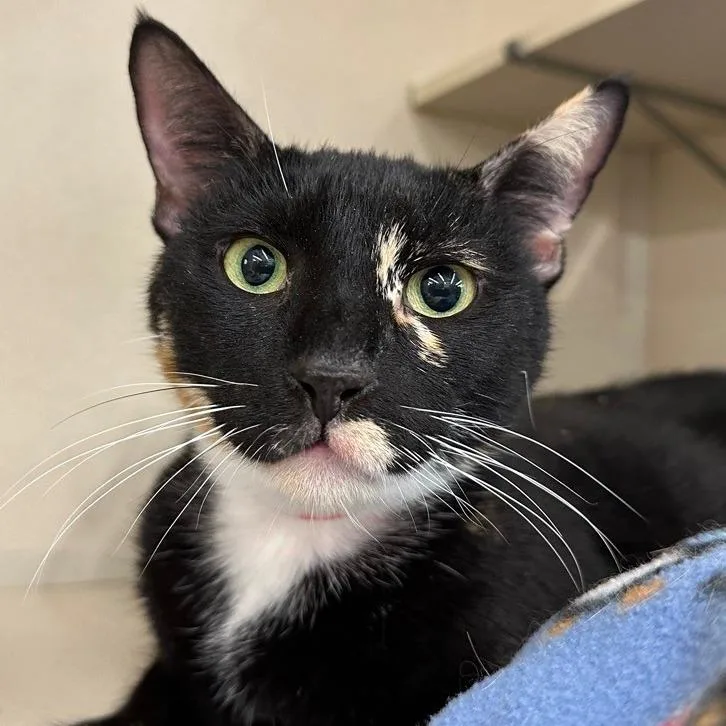 Valentine thumbnail 3