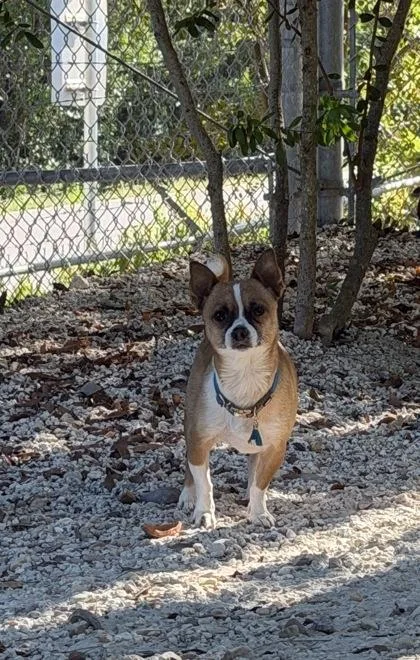 An adult small-sized male Brown / Chocolate Mixed Breed dog named Gerri for adoption in Key West, FL