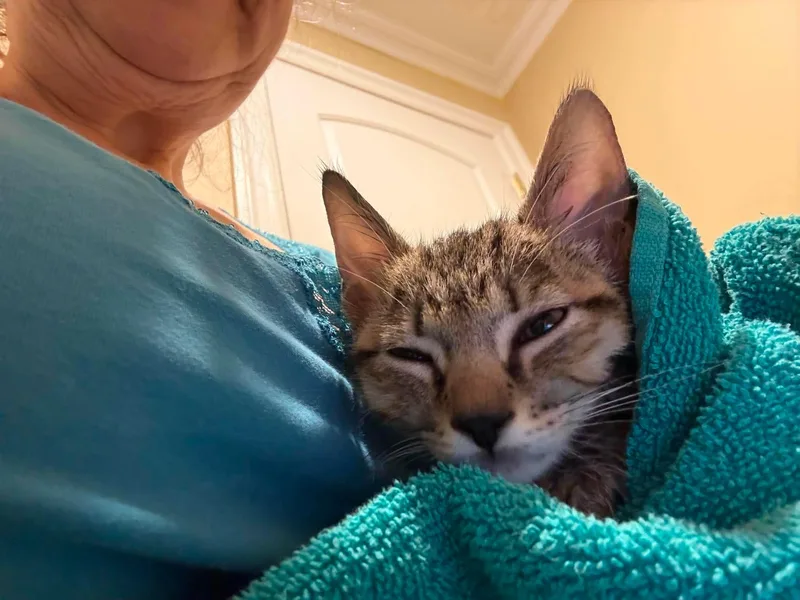 A baby small-sized male Tabby (Brown / Chocolate) Domestic Short Hair cat named Lamby for adoption in Verona, NJ