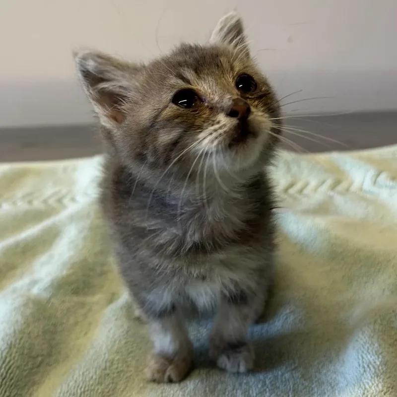 IVHSStray