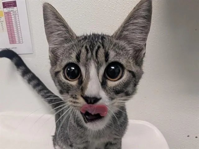 Custard