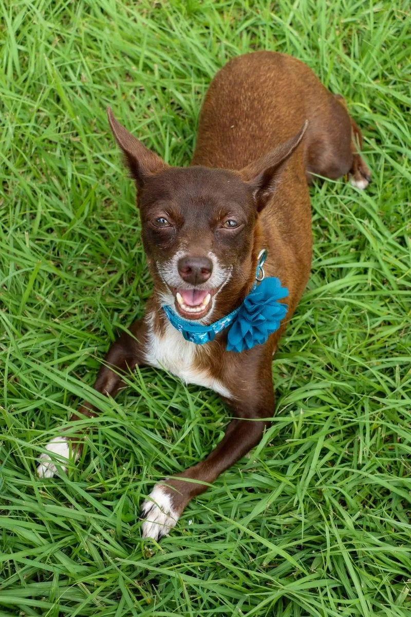 An adult small-sized female Brown / Chocolate Chihuahua dog named Evita  Calm  for adoption in New York, NY