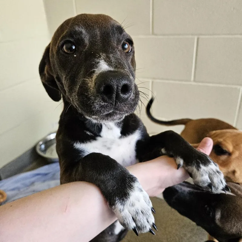 A baby medium-sized female Brown / Chocolate Mixed Breed dog named Jellybean for adoption in Concord, NH