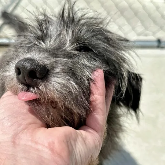 A young small-sized male Gray / Blue / Silver Mixed Breed dog named Gorp for adoption in Matteson, IL