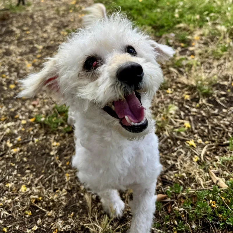 An adult small-sized female Mixed Breed dog named Polly for adoption in Oakland, CA