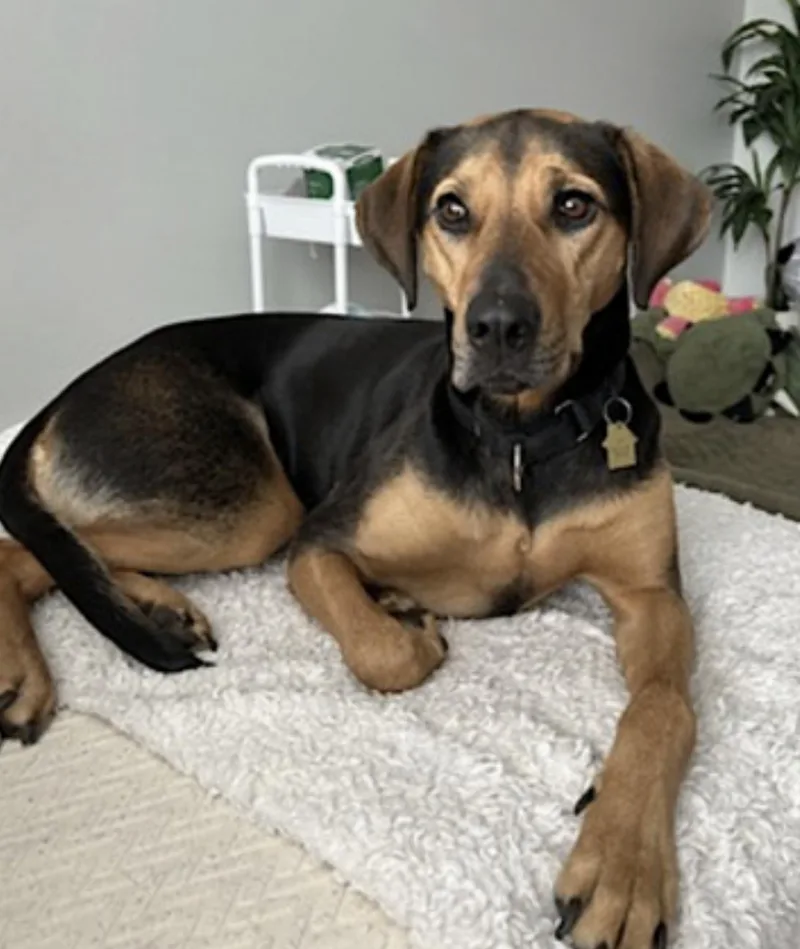 An adult medium-sized female Black Treeing Walker Coonhound dog named Rey for adoption in Amherst, MA