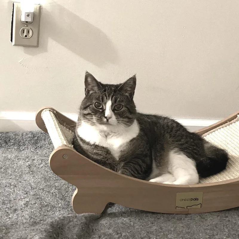 An adult medium-sized female Brown / Chocolate Domestic Short Hair cat named Sage for adoption in Manchester, CT