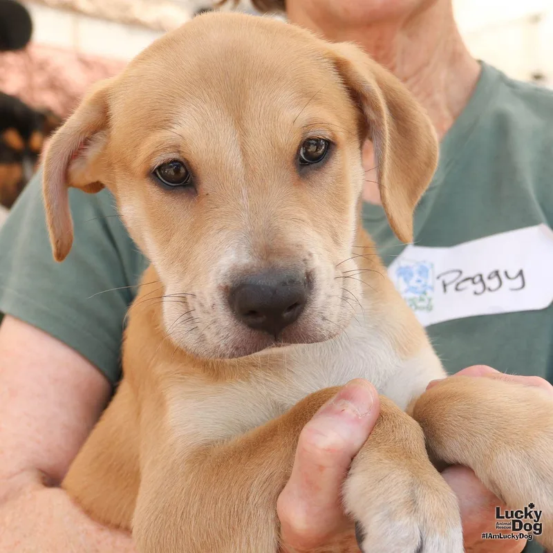 A baby large-sized female Retriever dog named Puppy Poppy for adoption in Washington, DC