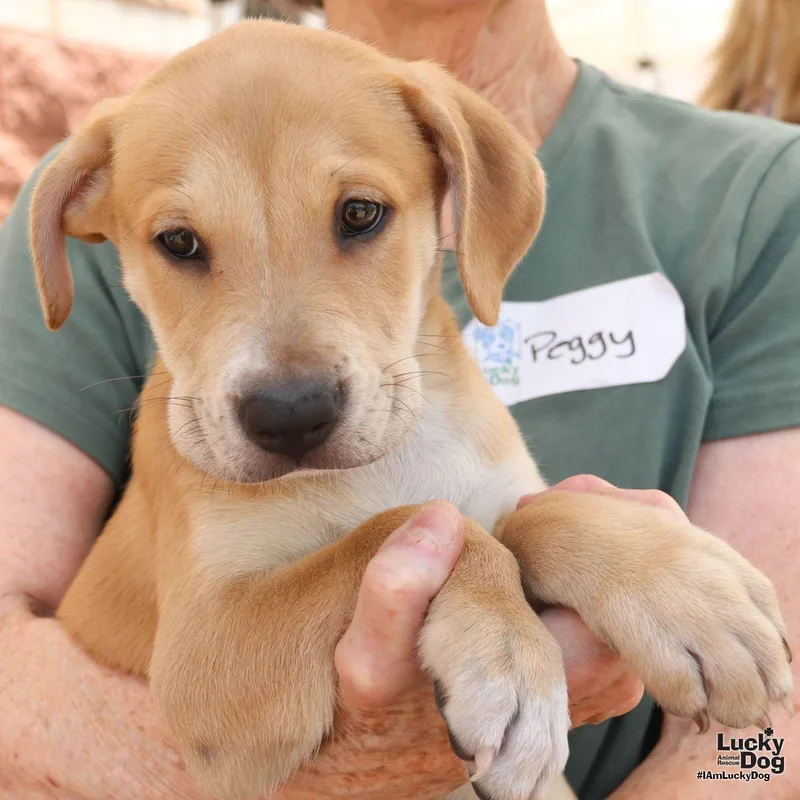 Puppy Poppy thumbnail 2