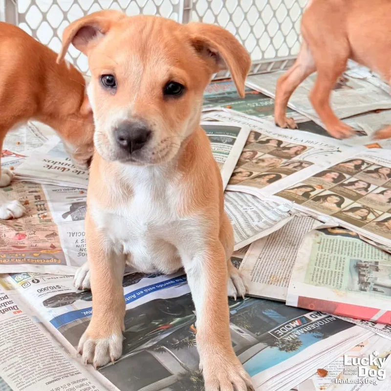Puppy Poppy thumbnail 3