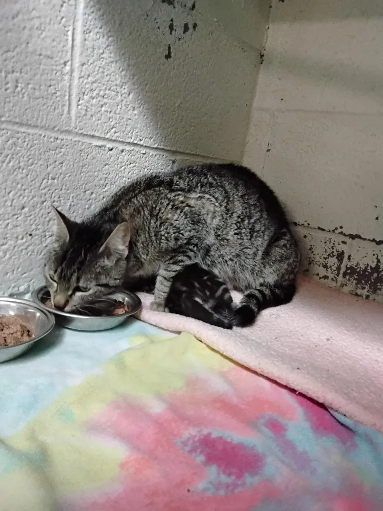 A young small-sized female Domestic Short Hair cat named Rue for adoption in Ada, OK