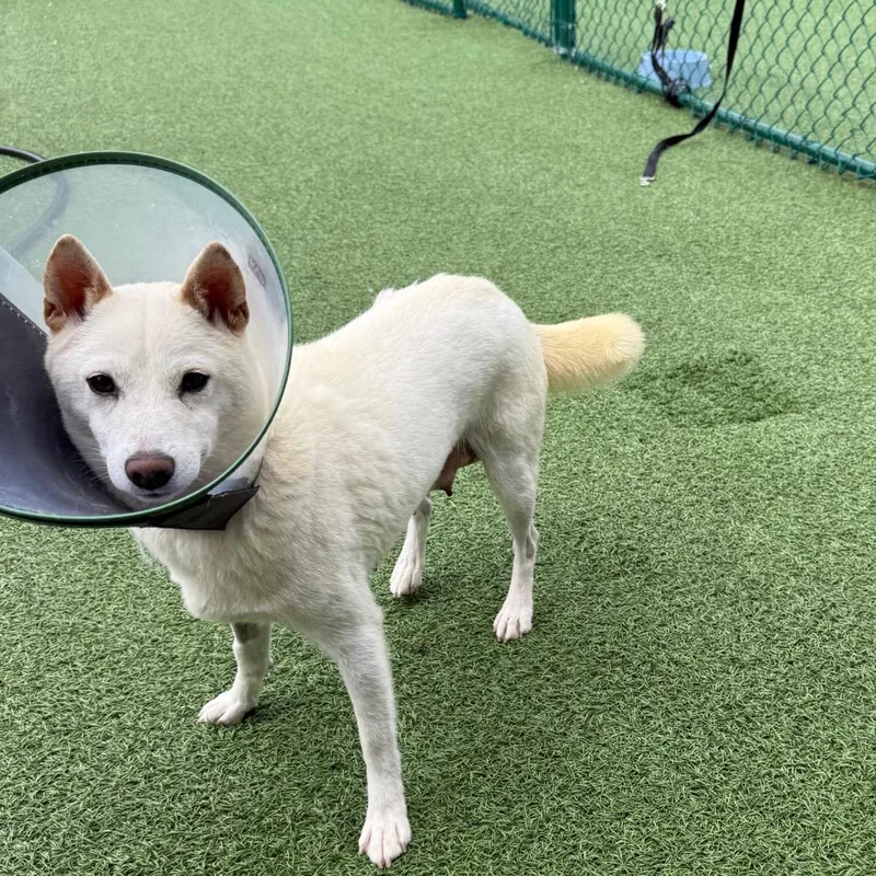 An adult small-sized female White / Cream Shiba Inu dog named Eden for adoption in LOXAHATCHEE, FL