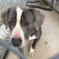 An adult large-sized male American Bully dog named Frank for adoption in New Castle, IN
