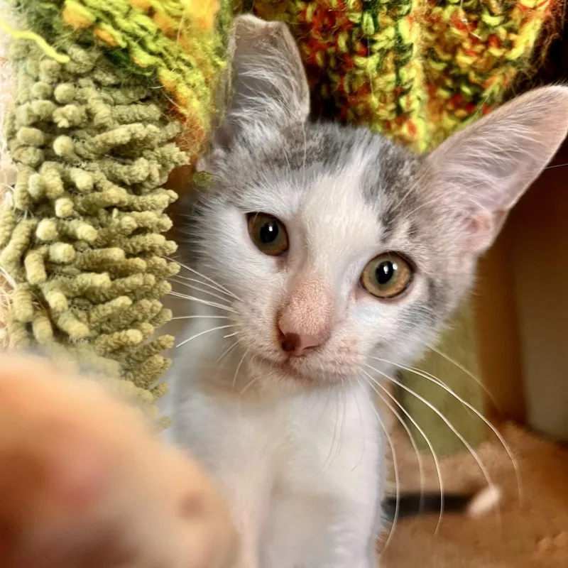 An adult medium-sized male Domestic Short Hair cat named Diego for adoption in Fredericksburg, TX