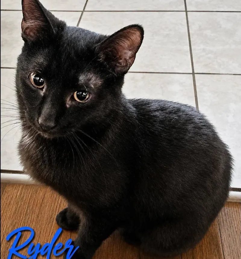 A young small-sized male Black Domestic Short Hair cat named Ryder for adoption in Westland, MI