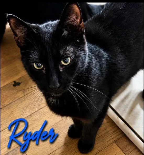 Ryder thumbnail 2