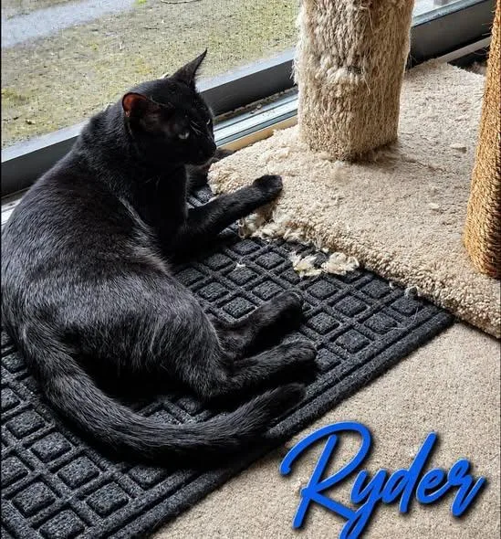 Ryder thumbnail 3