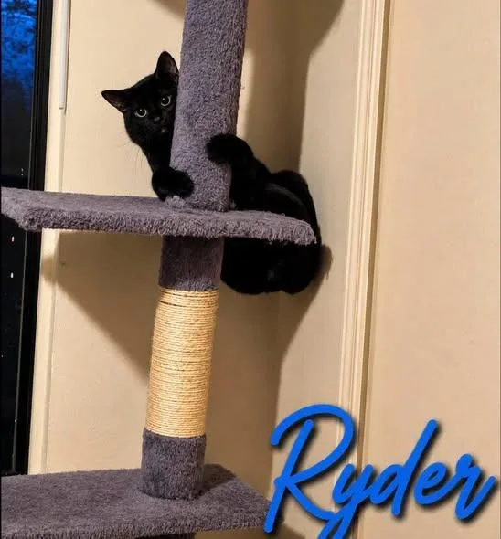 Ryder thumbnail 6