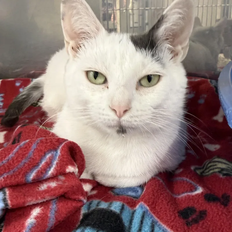 A young medium-sized female Gray & White Domestic Short Hair cat named Angel for adoption in Exeter, RI
