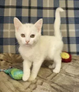 Angel thumbnail 3