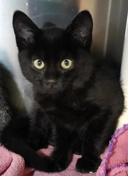 A baby small-sized female Domestic Short Hair cat named Purrseverance for adoption in Eugene, OR
