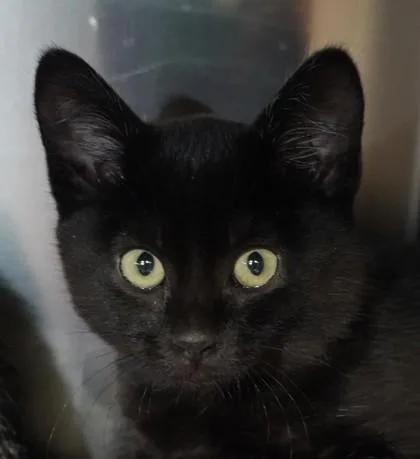 Purrseverance thumbnail 2