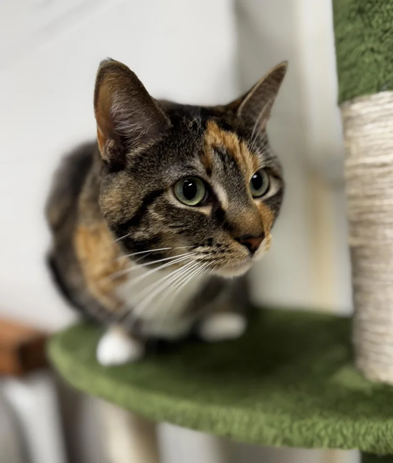 An adult medium-sized female Tabby (Buff / Tan / Fawn) Domestic Short Hair cat named Biscuit for adoption in Blair, NE