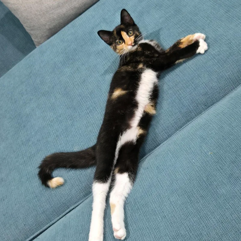 A baby small-sized female Calico Domestic Short Hair cat named Myxomatosis for adoption in Richmond, VA