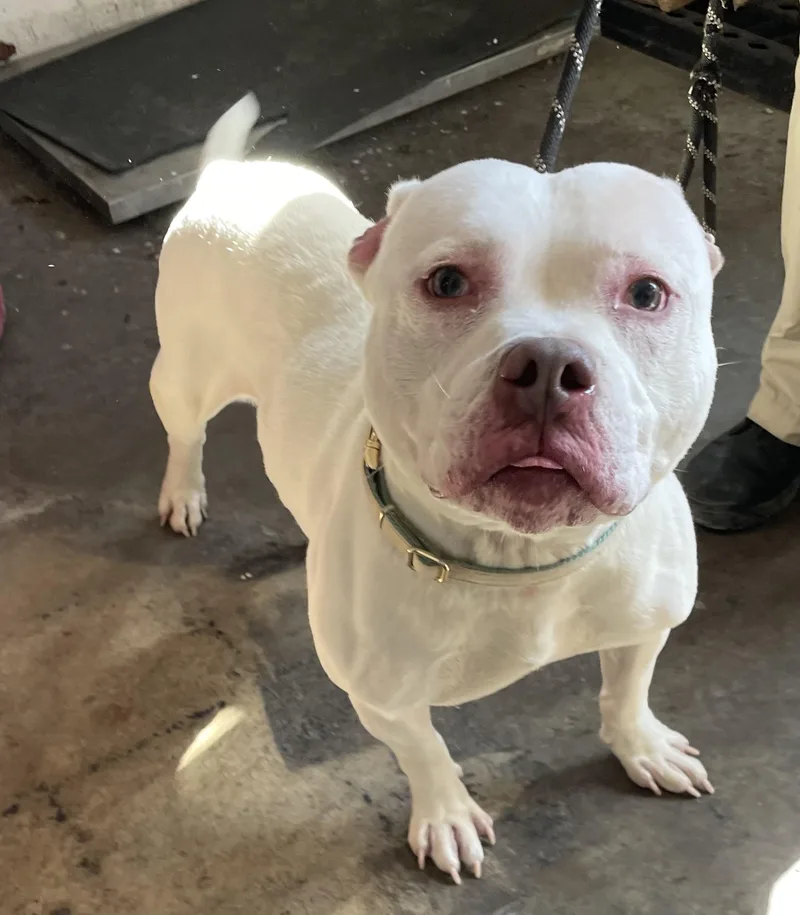 A young medium-sized male White / Cream American Bully dog named Hobbs HOLD for adoption in Canton, OH