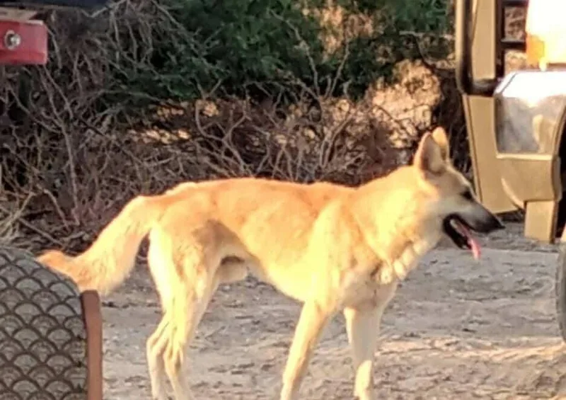 Harley D thumbnail 2