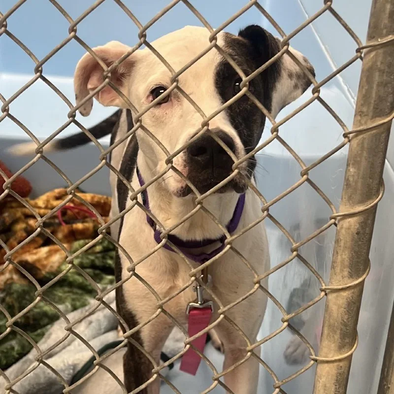 An adult medium-sized female Brindle Mixed Breed dog named Coco for adoption in Mentor, OH