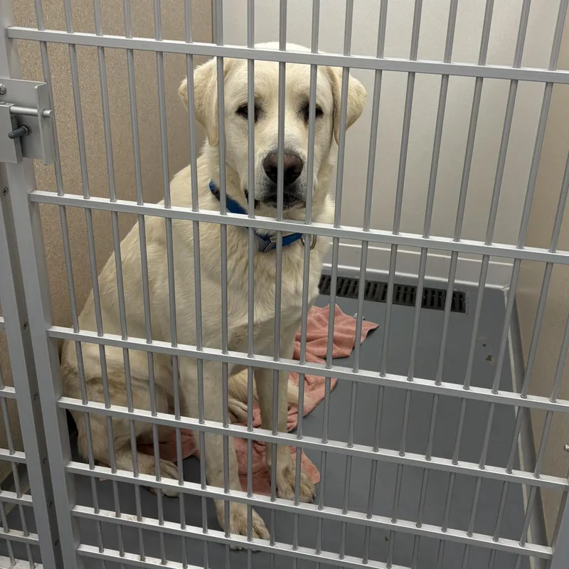 An adult extra large-sized male White / Cream Great Pyrenees dog named Polar Bear for adoption in Rifle, CO