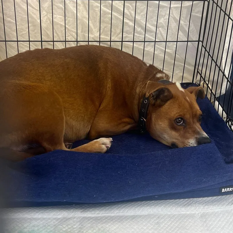 A baby medium-sized female Brown / Chocolate Mixed Breed dog named Hera for adoption in Oak Hill, WV