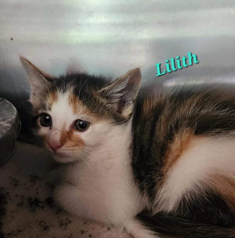A baby small-sized female Domestic Short Hair cat named Lilith for adoption in Cambridge, MD